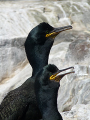 A Couple of Shags