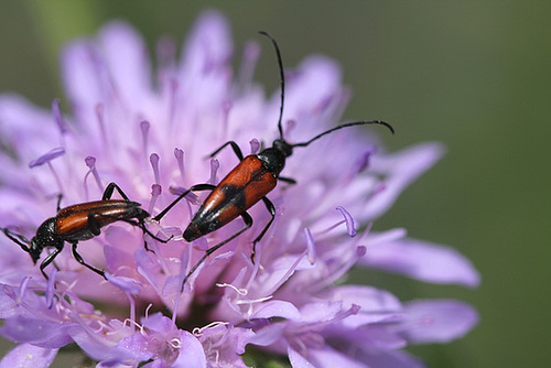 Leptura cordigera