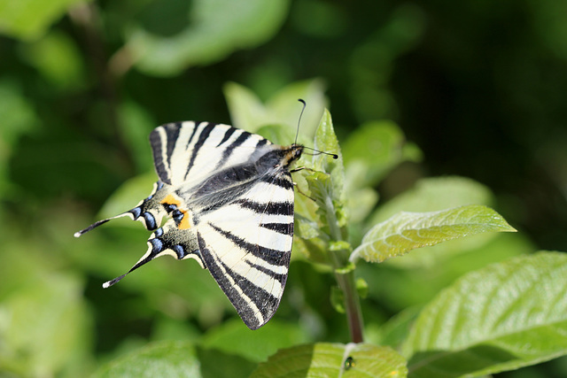 Iphiclides podalirius- Le Flambé