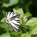 Iphiclides podalirius- Le Flambé