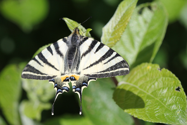 Iphiclides podalirius- Le Flambé