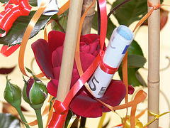 Rosenstrauch mit besonderen Blüten
