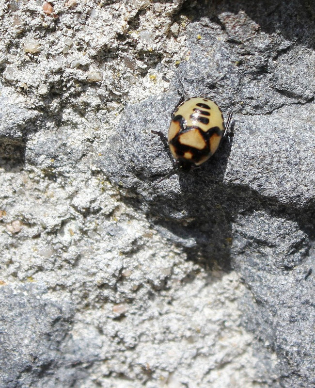 Larve de Tritomegas bicolor