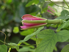 Cambridge Botanic Gardens