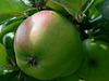 Apfel