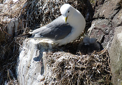 Kittiwake with Chicks