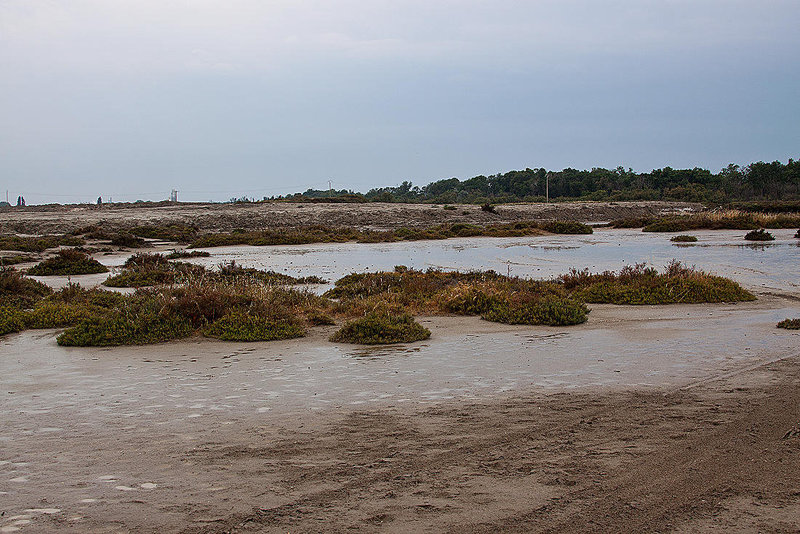 20110603 5024RAw [F] Saline de Badon, Camargue