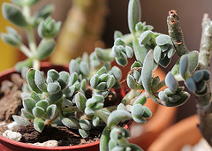 Crassula lanuginosa