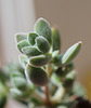 Crassula lanuginosa (2)