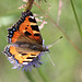 Aglais urticae - Vanesse de l'ortie - petite tortue