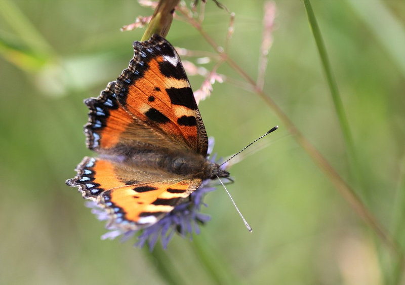 Aglais urticae - Vanesse de l'ortie - petite tortue