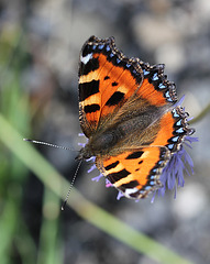 Aglais urticae - Vanesse de l'ortie - petite tortue