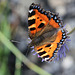 Aglais urticae - Vanesse de l'ortie - petite tortue