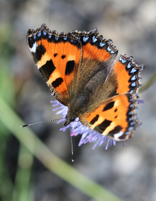 Aglais urticae - Vanesse de l'ortie - petite tortue