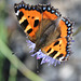 Aglais urticae - Vanesse de l'ortie - petite tortue