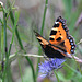 Aglais urticae - Vanesse de l'ortie - petite tortue