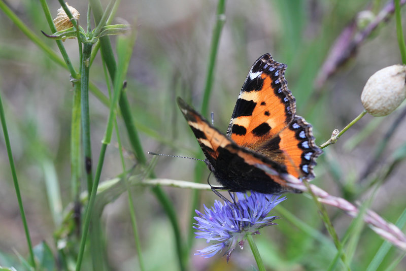 Aglais urticae - Vanesse de l'ortie - petite tortue