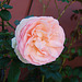 Rose à Lerab Ling