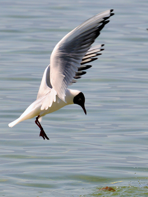 Mouette rieuse