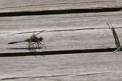 20110609 5704RAw [F] Großer Blaupfeil (Orthetrum cancellatum), Libelle [Mas-Thibert]