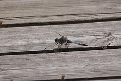 20110609 5702RAw [F] Großer Blaupfeil (Orthetrum cancellatum), Libelle [Mas-Thibert]