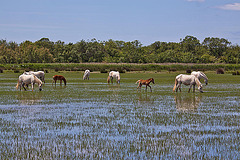 20110609 5701RAw [F] Camargue-Pferd [Mas-Thibert]