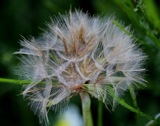 Tragopogon fruits