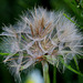 Tragopogon fruits