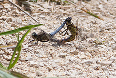 20110609 5699RAw [F] Großer Blaupfeil (Orthetrum cancellatum), Libelle [Mas-Thibert]