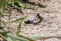 20110609 5696RAw [F] Großer Blaupfeil (Orthetrum cancellatum), Libelle [Mas-Thibert]