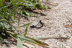 20110609 5695RAw [F] Großer Blaupfeil (Orthetrum cancellatum), Libelle [Mas-Thibert]