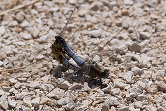 20110609 5694RAw [F] Großer Blaupfeil (Orthetrum cancellatum), Libelle [Mas-Thibert]