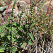 Teucrium scorodonia