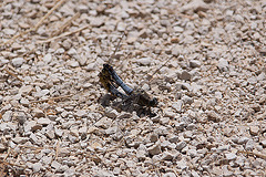 20110609 5693RAw [F] Großer Blaupfeil (Orthetrum cancellatum), Libelle [Mas-Thibert]