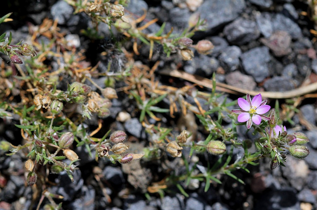 Spergulaire rouge- Spergularia rubra