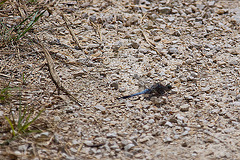 20110609 5692RAw [F] Großer Blaupfeil (Orthetrum cancellatum), Libelle [Mas-Thibert]