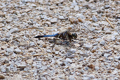 20110609 5691RAw [F] Großer Blaupfeil (Orthetrum cancellatum), Libelle [Mas-Thibert]