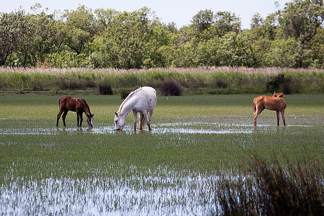 20110609 5690RAw [F] Camargue-Pferd [Mas-Thibert]