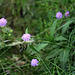 Knautia arvernensis