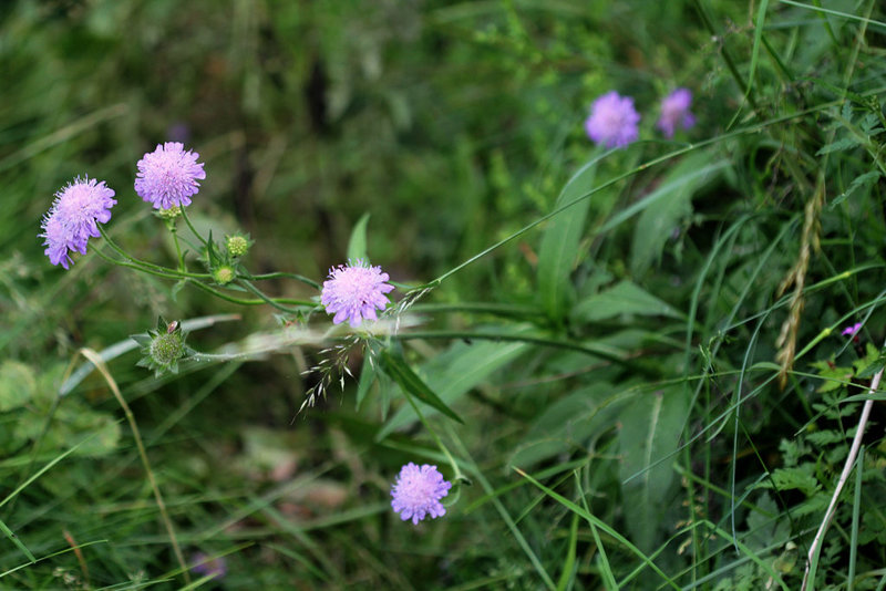 Knautia arvernensis