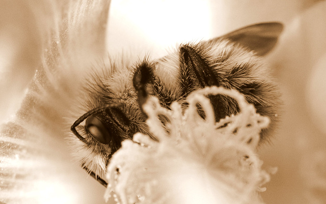 Repos du bourdon