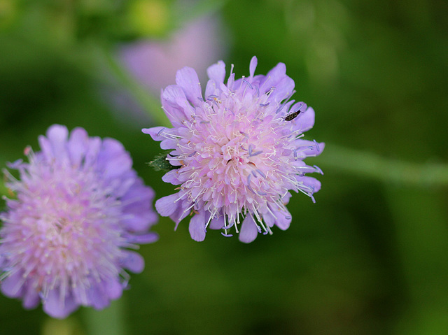 Knautia arvernensis (2)