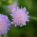 Knautia arvernensis (2)