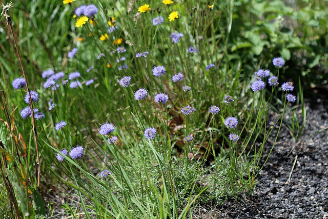 Jasione montana