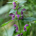 Lamium maculatum