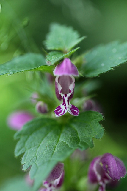 Lamium maculatum