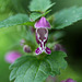 Lamium maculatum