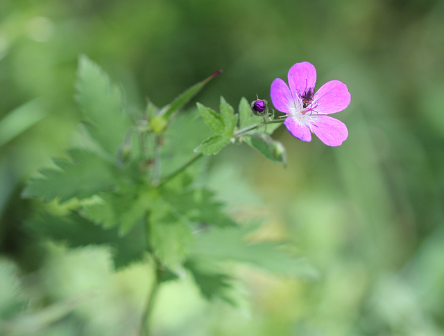 Geranium sylvaticum