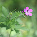 Geranium sylvaticum