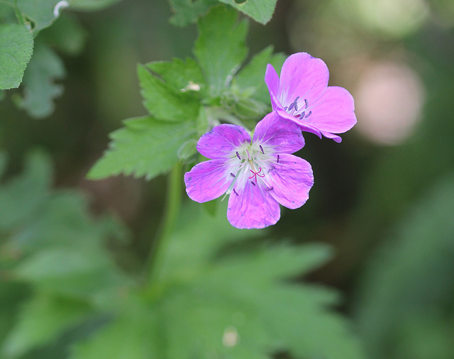 Geranium sylvaticum